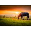 Deka výbehová Amigo Ripstop Plus Pony, s krkom, 0 g, witney navy