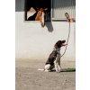 Vodítko pre psov Haspen Equithème, 150 cm, black/orange