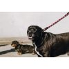 Vodítko pre psov Haspen Equithème, 150 cm, black/raspberry