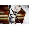 Uzdečka Rambo Micklem Multibridle 2, čierna (Veľkosť COB/FULL)