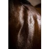 Deka odpocovacia Autumn Horseware, black/aqua