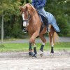 Gamaše drezúrne Dressage-Pro BUSSE, pár, čierne