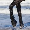 Gamaše drezúrne Dressage-Pro BUSSE, pár, čierne