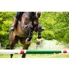 Gamaše predné Adagio Horseware, pár, black/yellow (Veľkosť L)