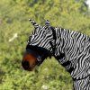 Maska proti hmyzu Waldhausen, s ochranou uší, zebra (Veľkosť PONY	)