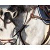 Poprsník Ontario QHP, hnedý (Varianta PONY)