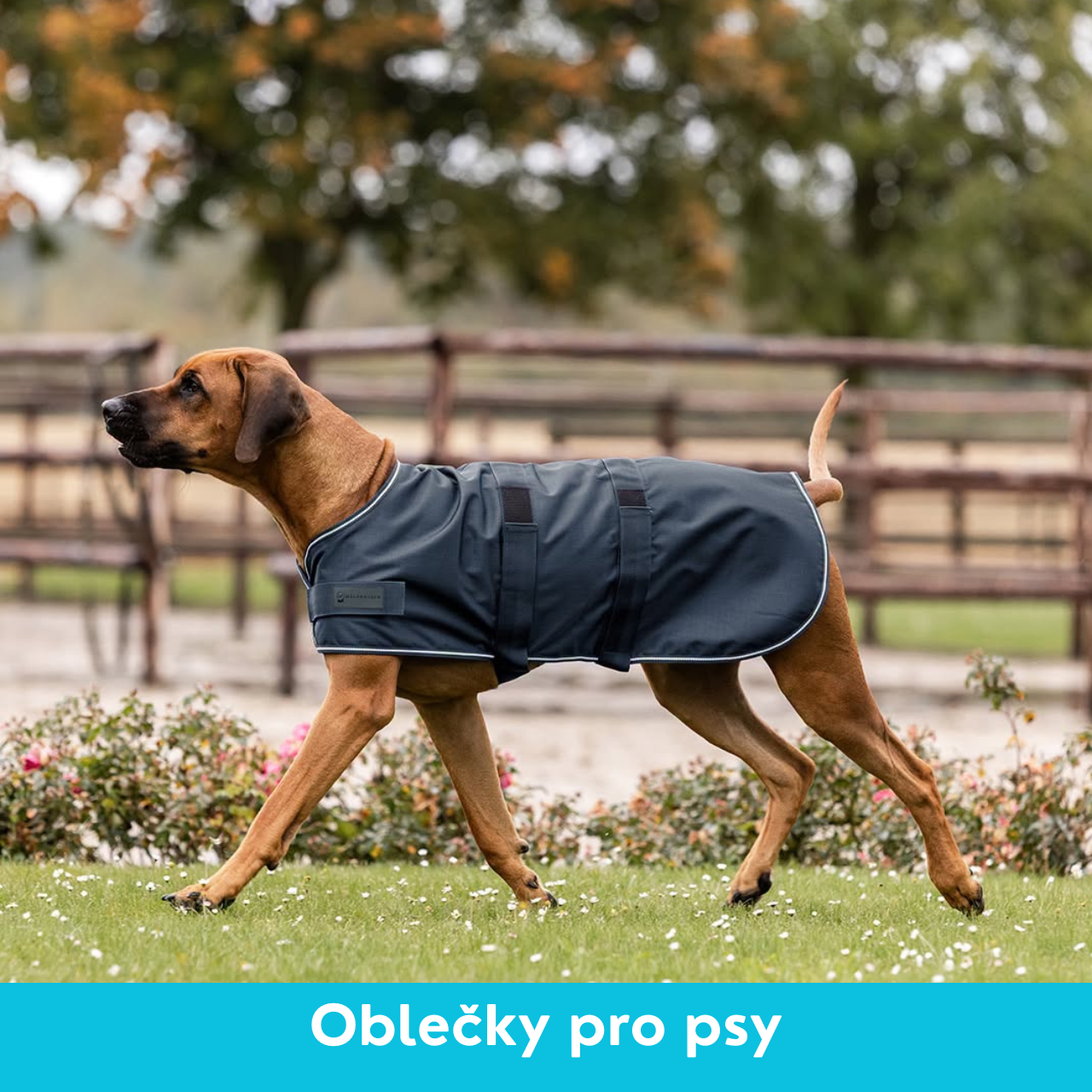 Oblečky pro psy