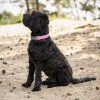 Obojek pro psy QHP, cheery pink (Velikost L)