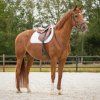Podsedlová dečka Sparkle QHP, white (Velikost drezurní PONY)