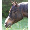 Třásně Plus Waldhausen, black (Velikost PONY)
