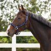 Ohlávka Deluxe QHP, navy (Velikost PONY)