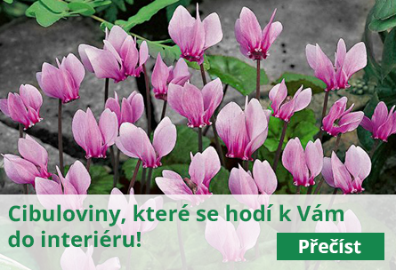 Které cibuloviny se hodí do interiéru?