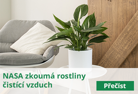 NASA zkoumá rostliny čistící vzduch