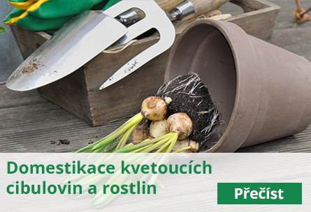 Domestikace kvetoucích cibulovin a rostlin
