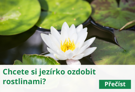 Chcete si jezírko ozdobit rostlinami?