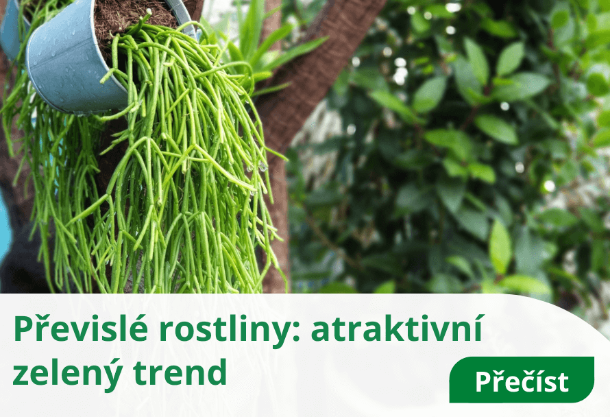 Převislé rostliny: atraktivní zelený trend