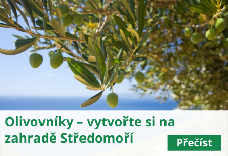Olivovníky – vytvořte si na zahradě Středomoří