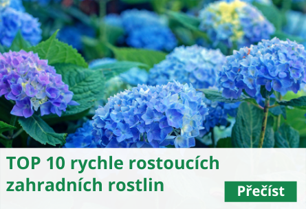 TOP 10 nejoblíbenějších rychle rostoucích zahradních rostlin