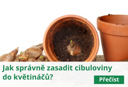 Zasaďte květinové cibulky do květináče