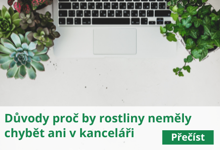 Důvody proč by rostliny neměly chybět ani v kanceláři