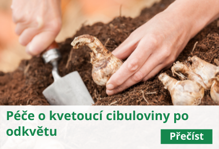 Péče o kvetoucí cibuloviny po odkvětu
