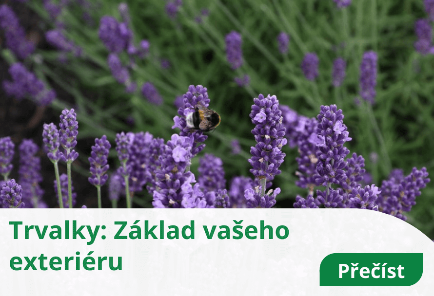 Trvalky: Základ vašeho exteriéru