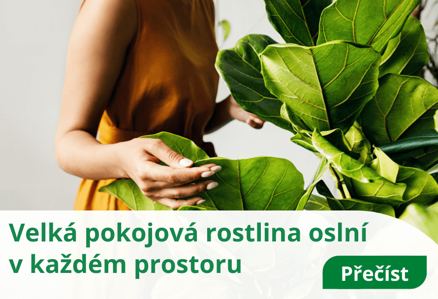 Velká pokojová rostlina oslní v každém prostoru