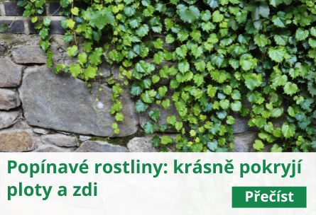Popínavé rostliny: krásně pokryjí ploty a zdi