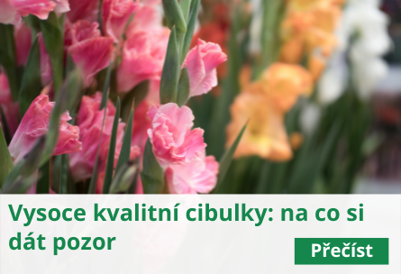 Vysoce kvalitní cibulky: na co si dát pozor