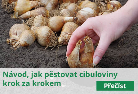 Sázení cibulek na jaře = záplava květů v létě!