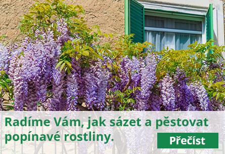 Sázení a pěstování popínavých rostlin