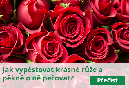 Pěstování růží a péče o ně