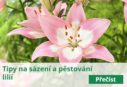 Sázení lilií