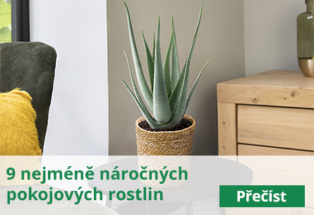 9 nejméně náročných pokojových rostlin na péči