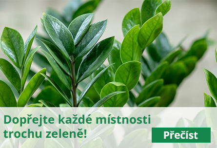 Dopřejte každé místnosti v domě trochu zeleně