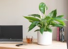 Rostliny do kanceláře