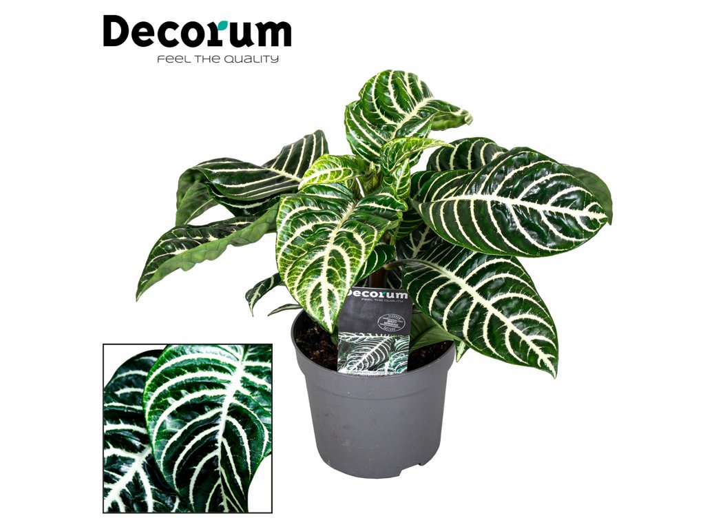 Afelandra drsná, 40cm (Výška 30-40 cm)