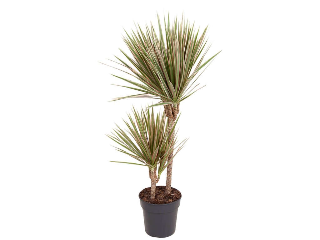 Dracéna 'Bicolor', 110cm (Výška 100-110 cm)