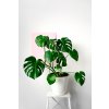 Monstera skvostná, 65cm (Výška 55-65 cm)