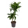 Dracéna 'Dorado', 85cm (Výška 75-85 cm)