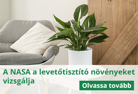 Légtisztító növények