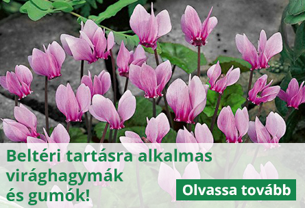 Mely virághagymák alkalmasak a beltéri tartásra?