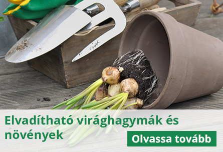 Természetes módon szaporodó, elvadítható virághagymák és növények