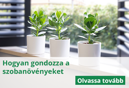 A növényei kedvéért bármit