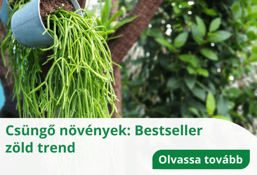 Csüngő növények: Bestseller zöld trend
