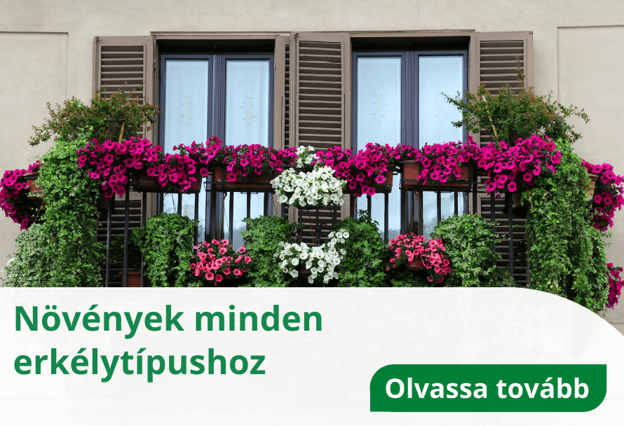 Növények minden erkélytípushoz