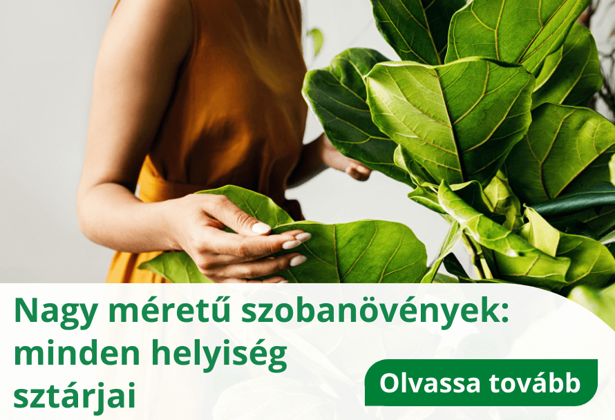 Nagy méretű szobanövények: minden helyiség sztárjai