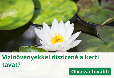 Vízinövényekkel díszítené a kerti tavat?
