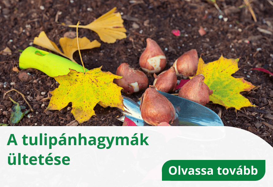 A tulipánhagymák ültetése