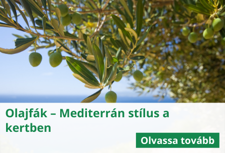 Olajfák – Mediterrán stílus a kertben